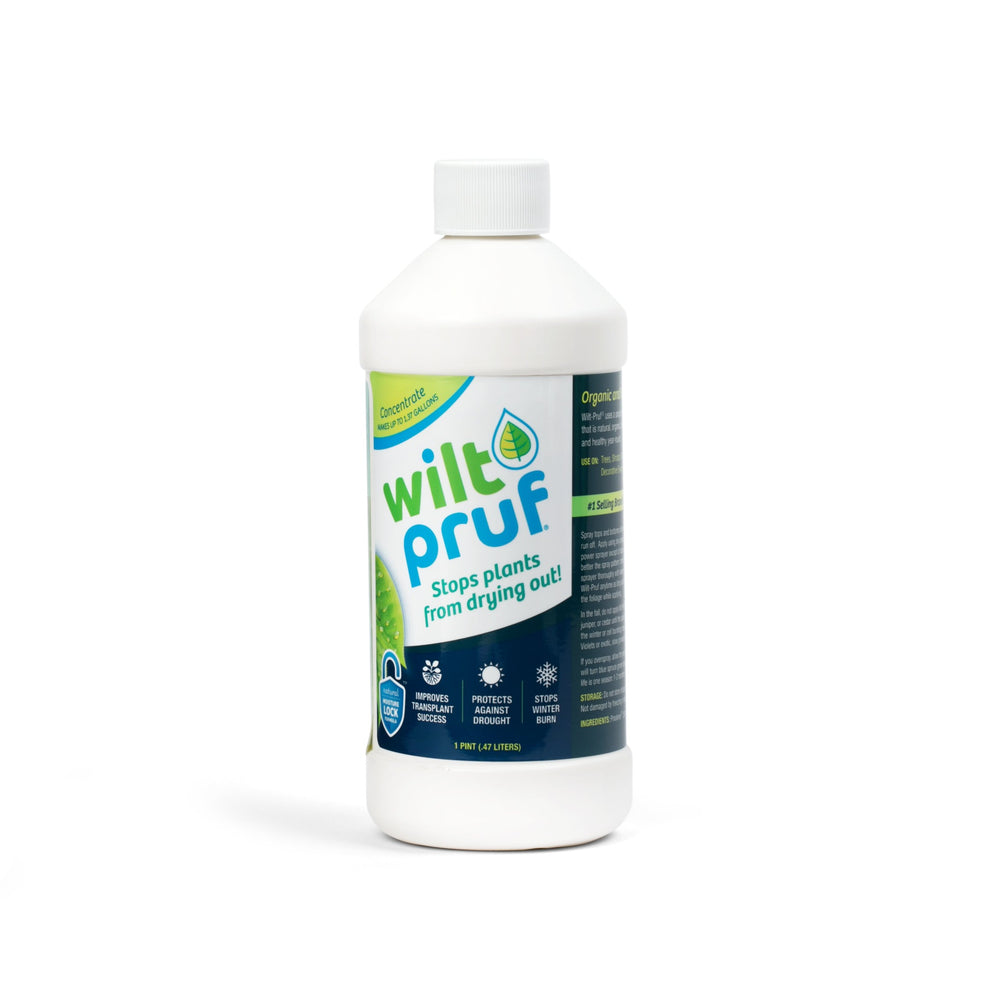 16 oz Concentrate