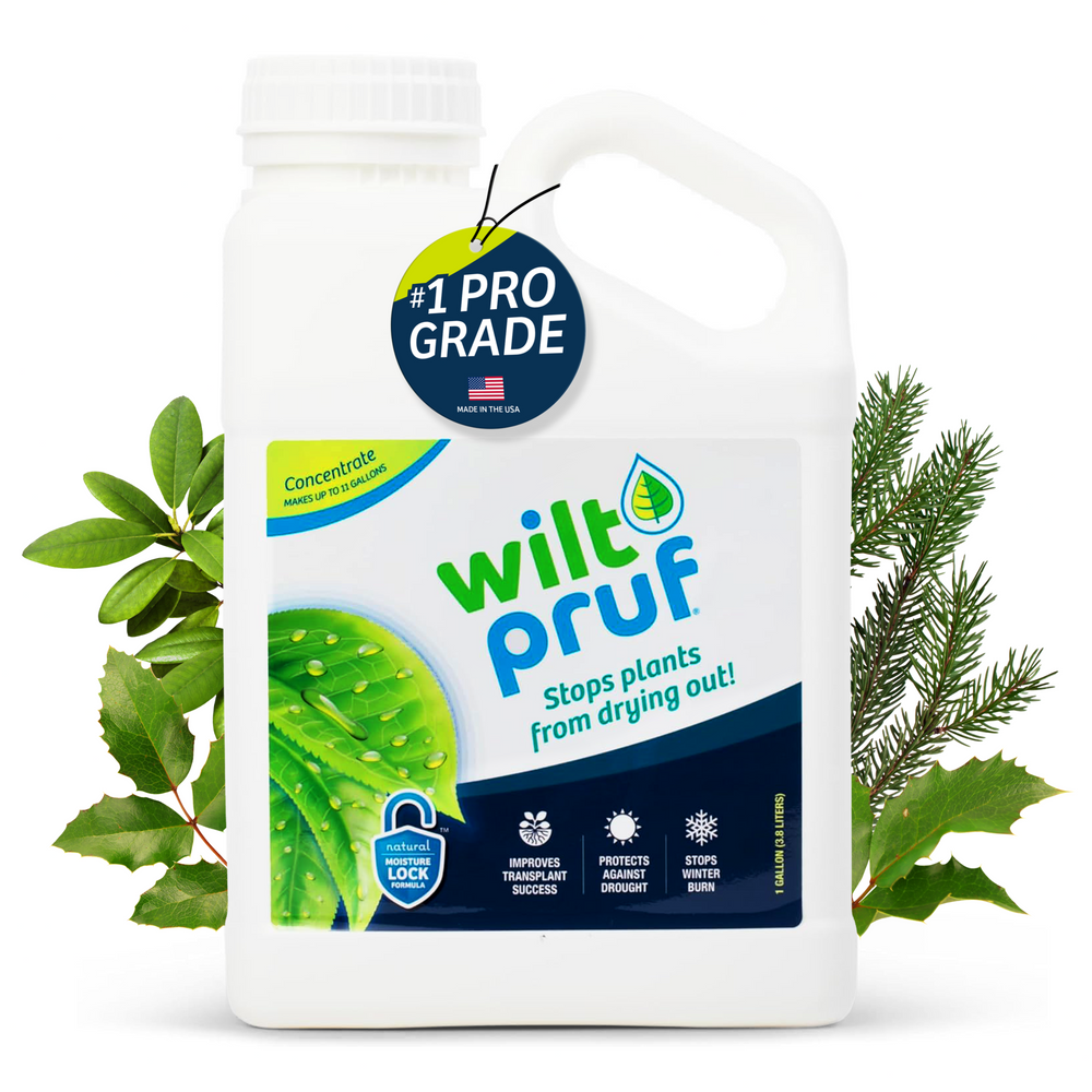 1 Gallon Concentrate